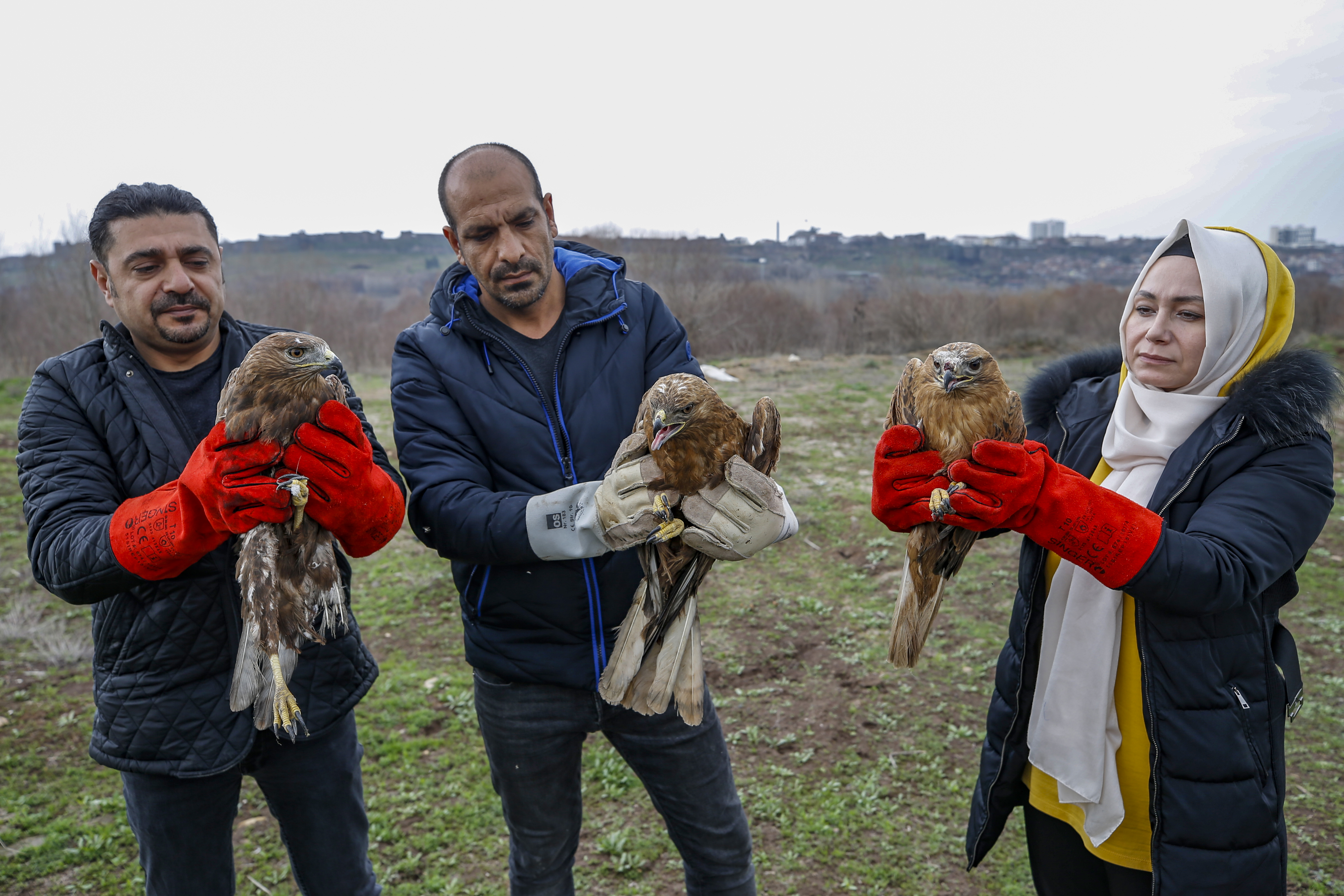 Şimdiye kadar bakım ve tedavileri yapılan şahinler serbest bırakıldı.